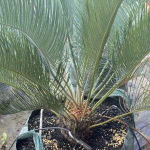 Rare Blue Cycad