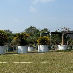 Mature Garden Cycad