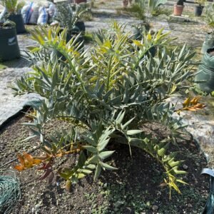 African Cycad Classic