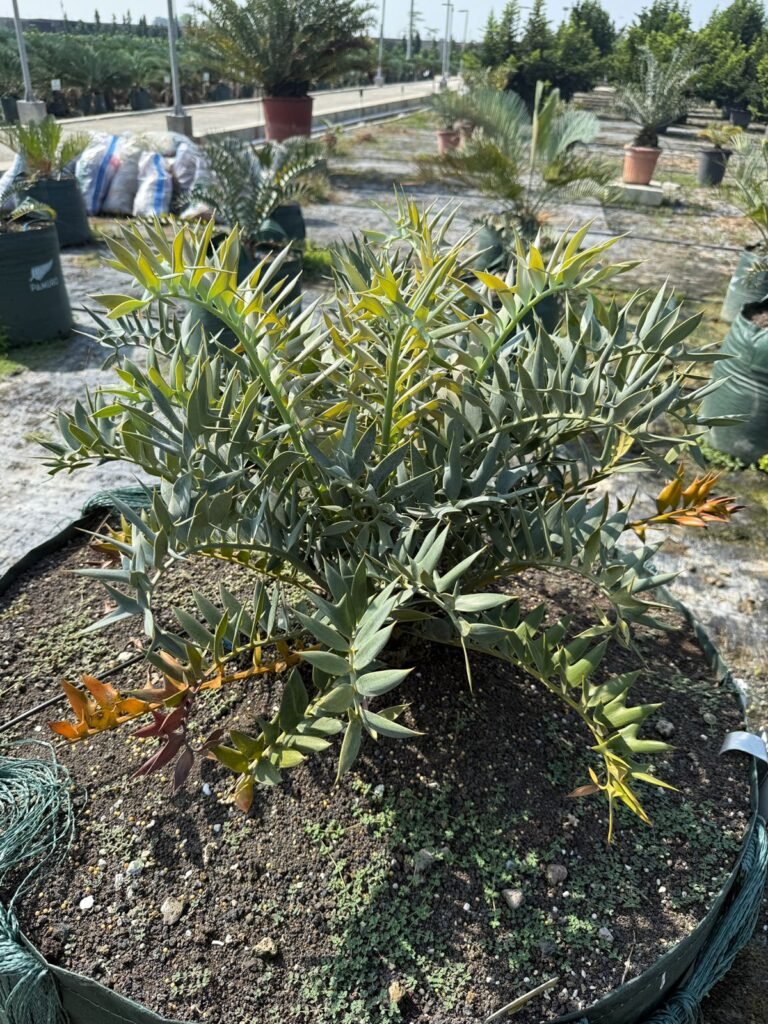 African Cycad Classic