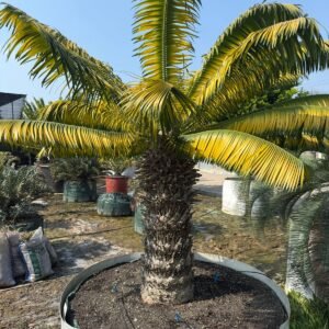 Indoor Mini Cycad