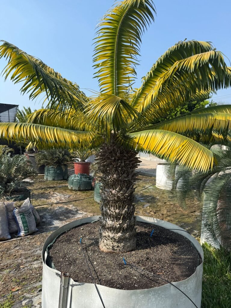 Indoor Mini Cycad