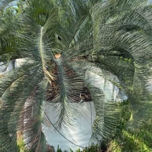 Australian Cycad Sprout