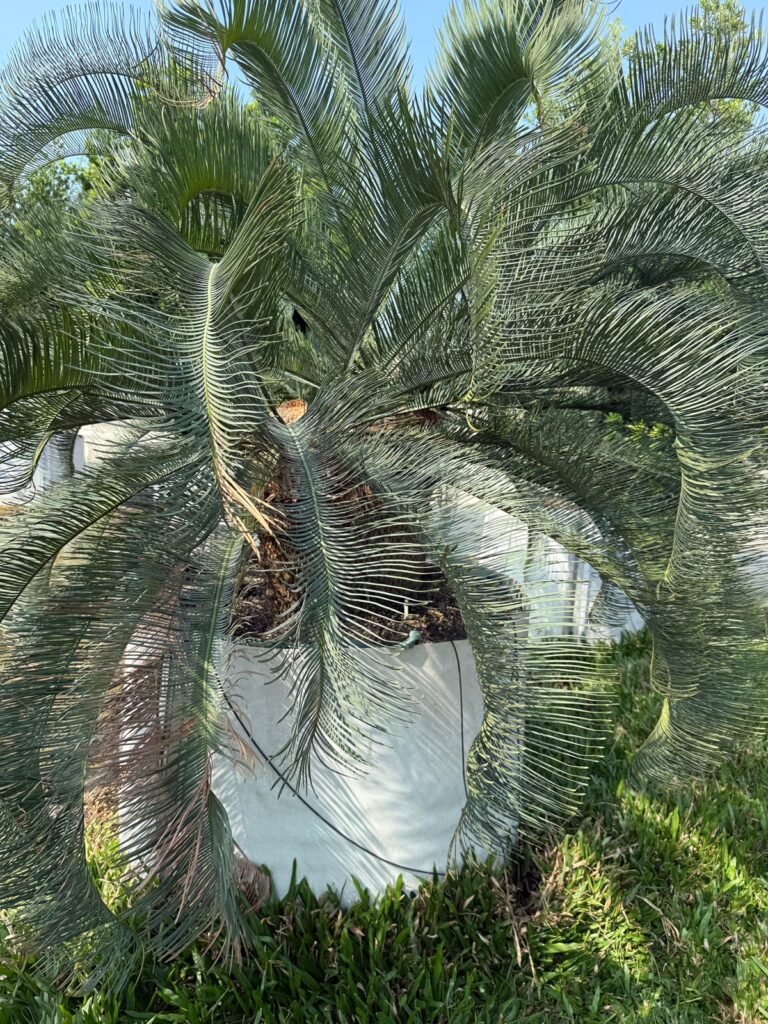 Australian Cycad Sprout